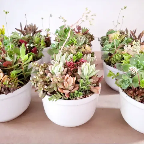 Mini - Jardines